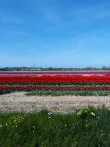 Leentje 07 Naar de bollen